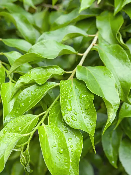 434074 - Ceylon-Stachelbeere (Dovyalis hebecarpa)