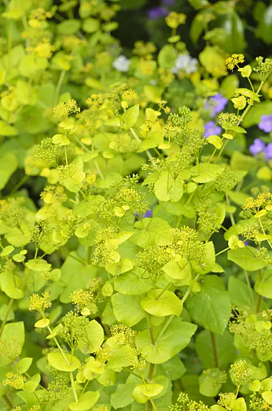 533320 - Chaerophyllum aureum
