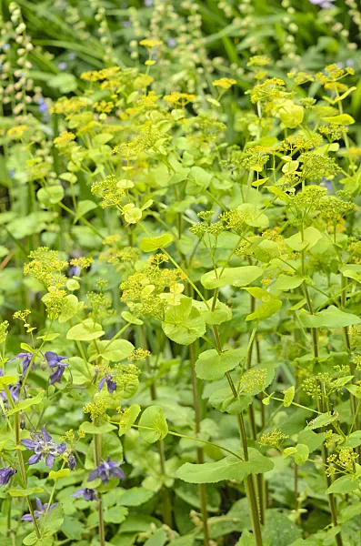 533322 - Chaerophyllum aureum