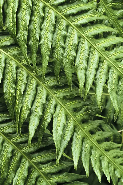 384005 - Chain fern (Woodwardia radicans)