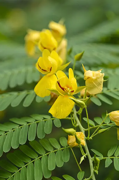524125 - Chamaecrista glandulosa