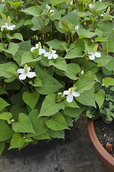 521421 - Chamäleonpflanze (Houttuynia cordata)
