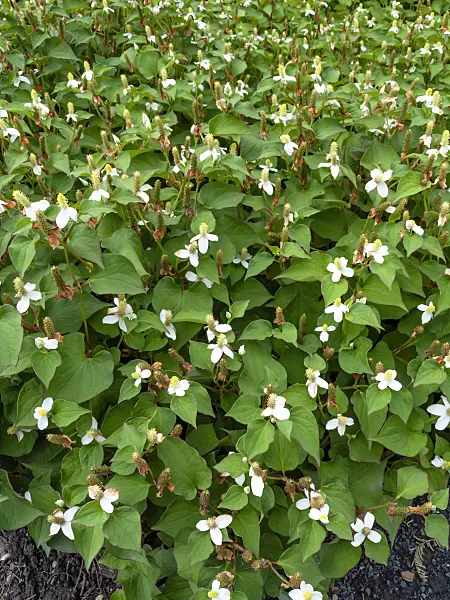 463071 - Chameleon plant (Houttuynia cordata)