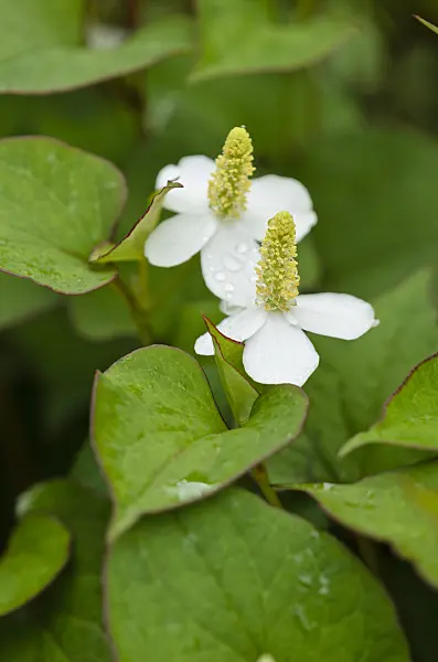 521437 - Chameleon plant (Houttuynia cordata)
