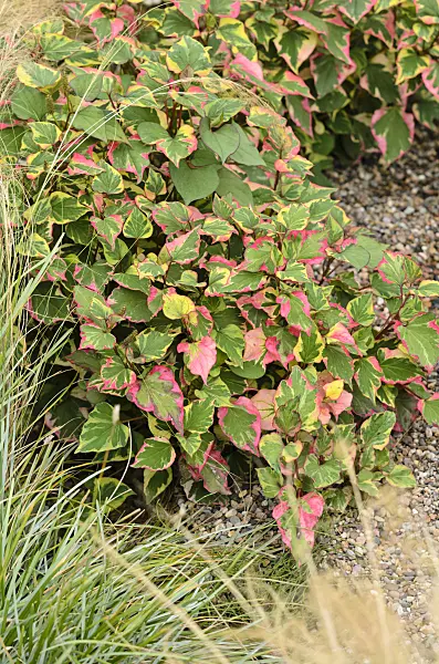523123 - Chameleon plant (Houttuynia cordata 'Chameleon' syn. Houttuynia cordata 'Variegata')