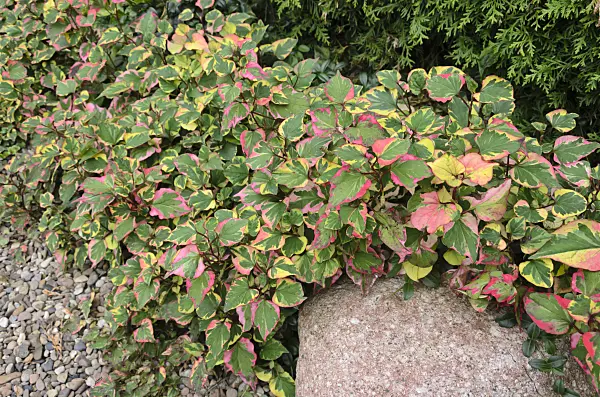 524190 - Chameleon plant (Houttuynia cordata 'Chameleon' syn. Houttuynia cordata 'Variegata')