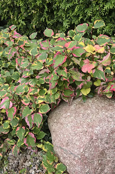 524191 - Chameleon plant (Houttuynia cordata 'Chameleon' syn. Houttuynia cordata 'Variegata')