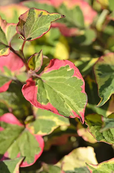534289 - Chameleon plant (Houttuynia cordata 'Chameleon' syn. Houttuynia cordata 'Variegata')