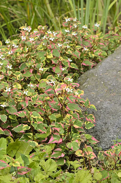 534356 - Chameleon plant (Houttuynia cordata 'Chameleon' syn. Houttuynia cordata 'Variegata')