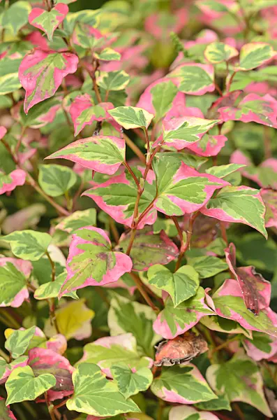536176 - Chameleon plant (Houttuynia cordata 'Chameleon' syn. Houttuynia cordata 'Variegata')