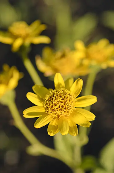 509010 - Chamisso arnica (Arnica chamissonis)
