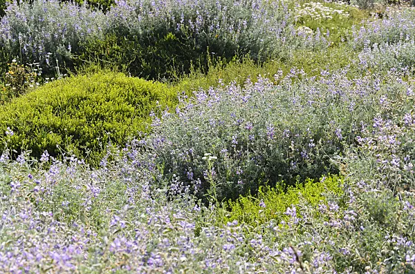 508510 - Chamisso's bush lupin (Lupinus chamissonis)