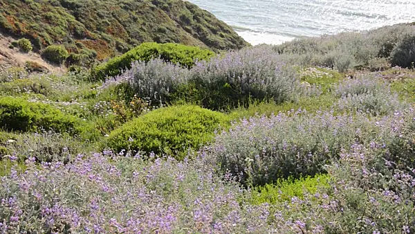 508480 - Chamisso's bush lupin (Lupinus chamissonis), Presidio, San Francisco, USA