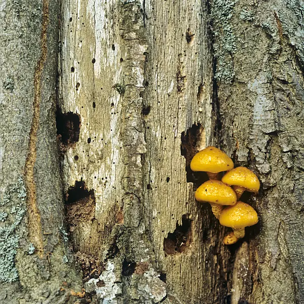 238002 - Champignons sur du bois pourri, parc national de la forêt Bavaroise, Allemagne