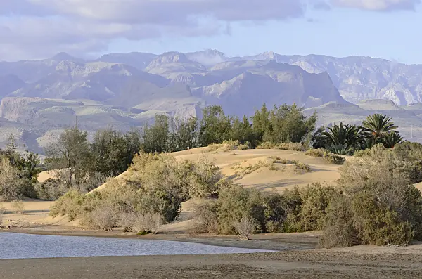 564227 - Charco de Maspalomas with shifting sand dunes, Maspalomas, Gran Canaria, Spain