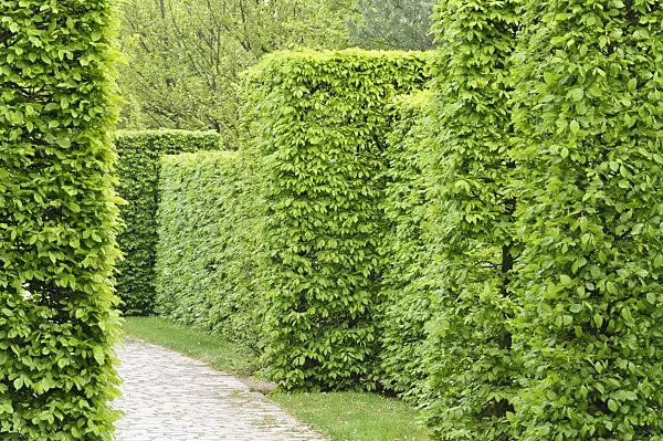 471186 - Charme commun (Carpinus betulus)
