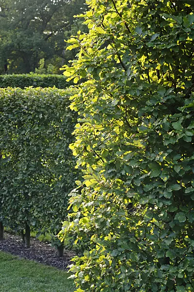 475105 - Charme commun (Carpinus betulus)