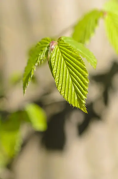 507028 - Charme commun (Carpinus betulus)