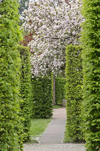 471187 - Charme commun (Carpinus betulus) et pommier d'ornement (Malus)