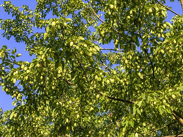 439095 - Charme-houblon (Ostrya carpinifolia)