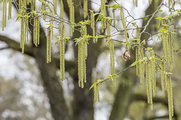 625288 - Charme-houblon (Ostrya carpinifolia)