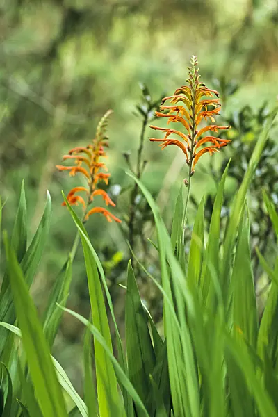 397068 - Chasmanthe bicolor