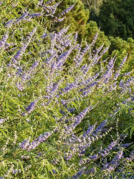 429058 - Chaste tree (Vitex agnus-castus)