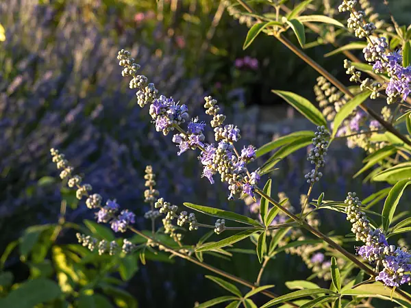 462201 - Chaste tree (Vitex agnus-castus)