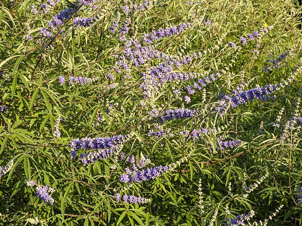 463028 - Chaste tree (Vitex agnus-castus)