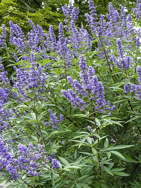 463074 - Chaste tree (Vitex agnus-castus)