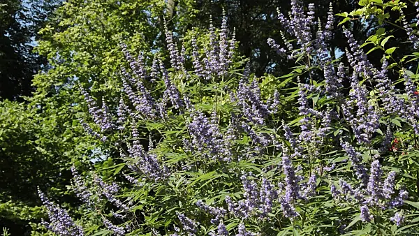 511131 - Chaste tree (Vitex agnus-castus)