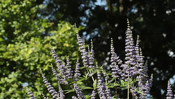 511132 - Chaste tree (Vitex agnus-castus)