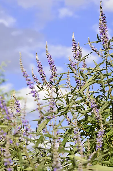 535032 - Chaste tree (Vitex agnus-castus)