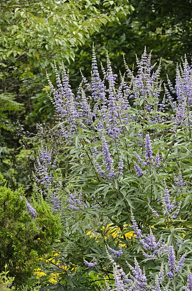 535130 - Chaste tree (Vitex agnus-castus)