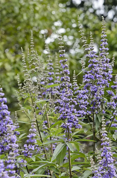 535131 - Chaste tree (Vitex agnus-castus)