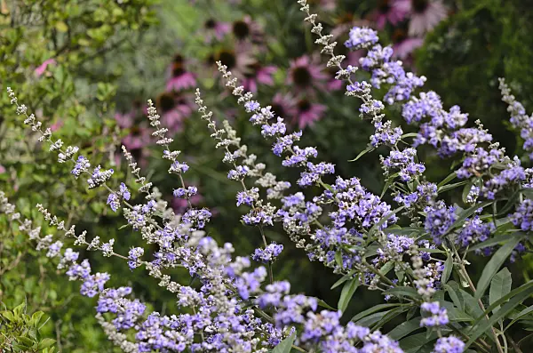 535132 - Chaste tree (Vitex agnus-castus)
