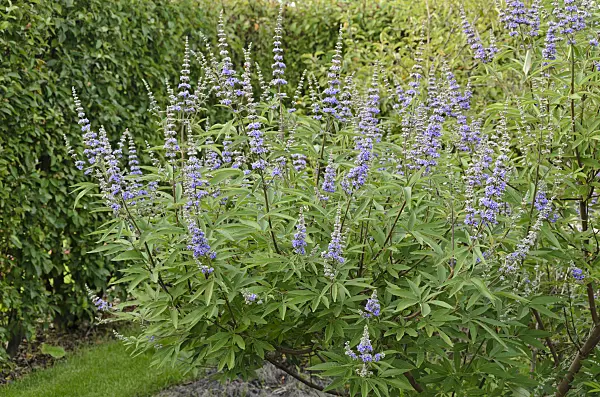 571057 - Chaste tree (Vitex agnus-castus)