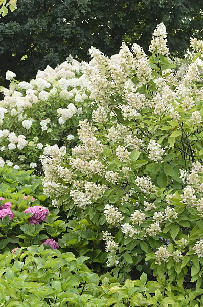 571058 - Chaste tree (Vitex agnus-castus)