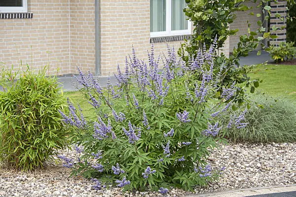 616352 - Chaste tree (Vitex agnus-castus 'Latifolia')