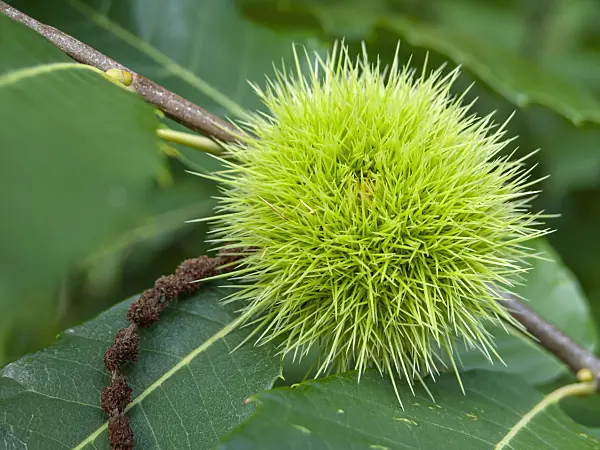 428343 - Châtaignier commun (Castanea sativa)