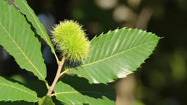 499054 - Châtaignier commun (Castanea sativa)