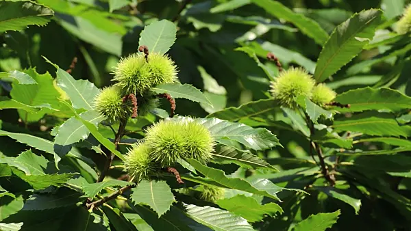 499055 - Châtaignier commun (Castanea sativa)