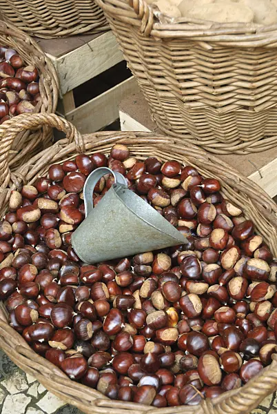 517291 - Châtaignier commun (Castanea sativa)