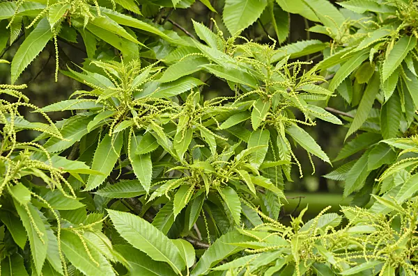 533243 - Châtaignier commun (Castanea sativa)