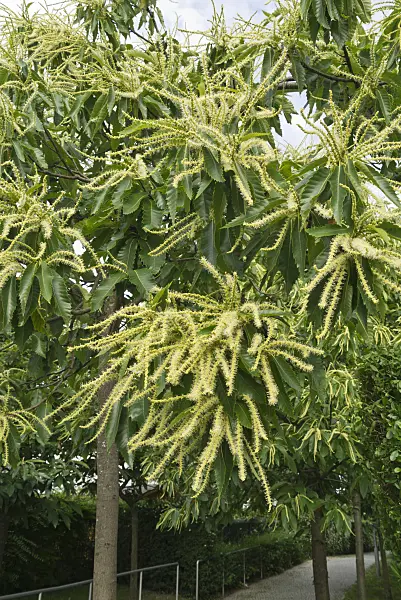 558299 - Châtaignier commun (Castanea sativa)