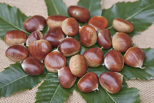 502131 - Châtaignier commun (Castanea sativa 'Belle Epine')