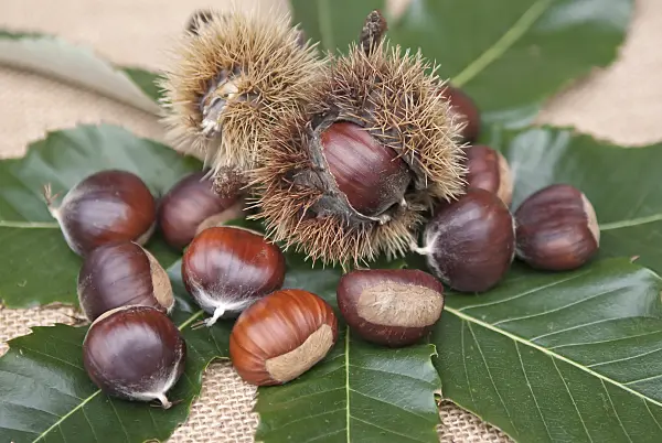 502132 - Châtaignier commun (Castanea sativa 'Ecker 1')