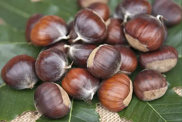 502133 - Châtaignier commun (Castanea sativa 'Ecker 1')