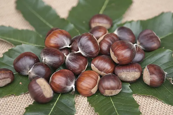 502134 - Châtaignier commun (Castanea sativa 'Ecker 1')