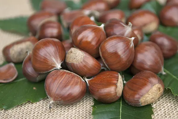 502135 - Châtaignier commun (Castanea sativa 'Lyon')